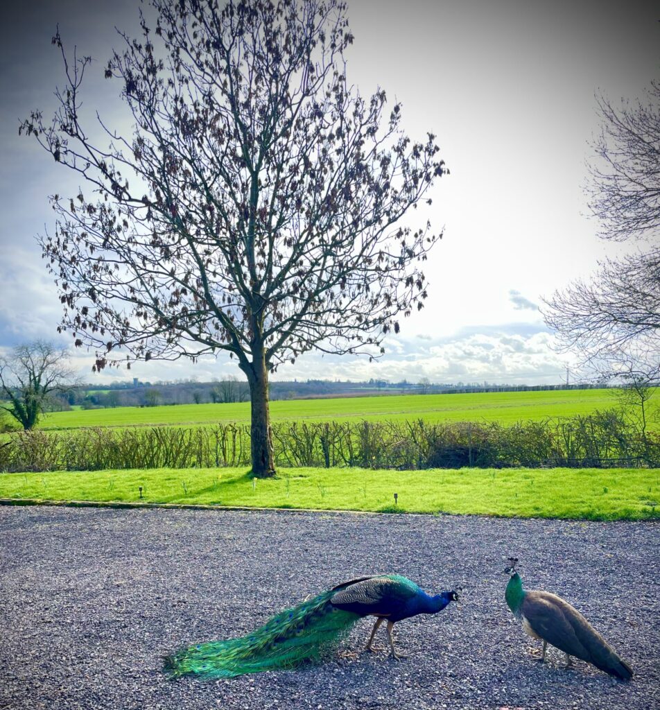 a pair f peacocks against a backdrop of country fields