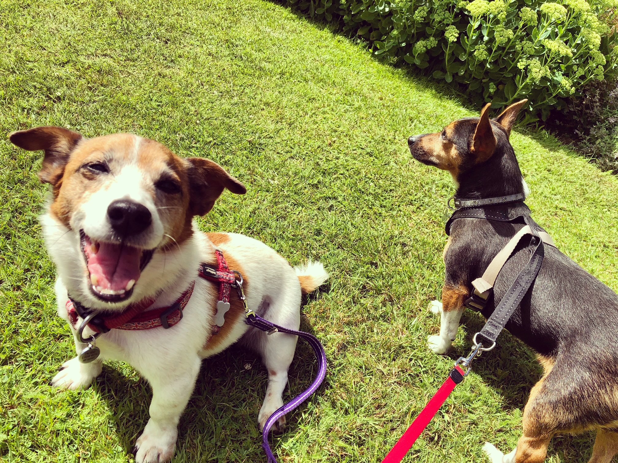 two little dogs